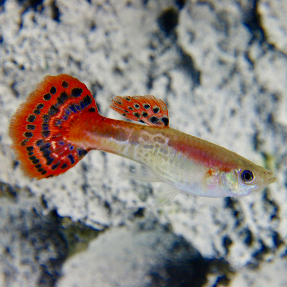 Poecilia ret.   Guppy red cobra M